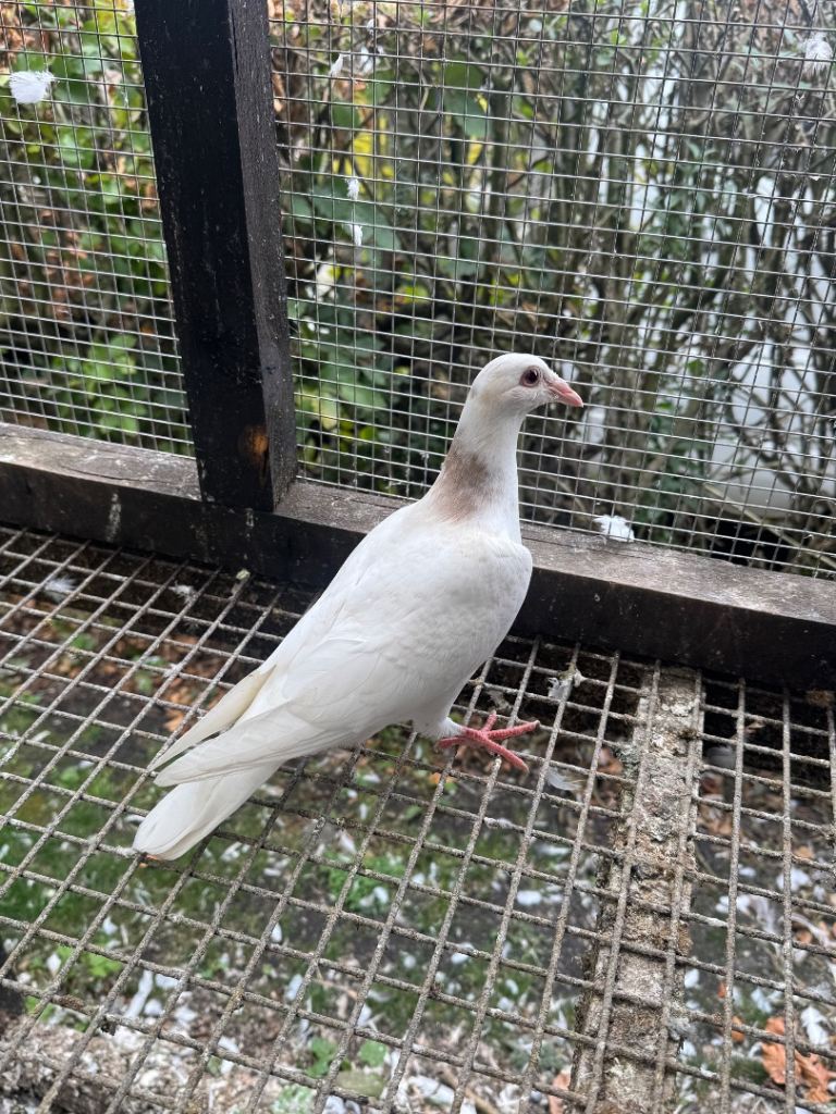 Coloured racing pigeons 
