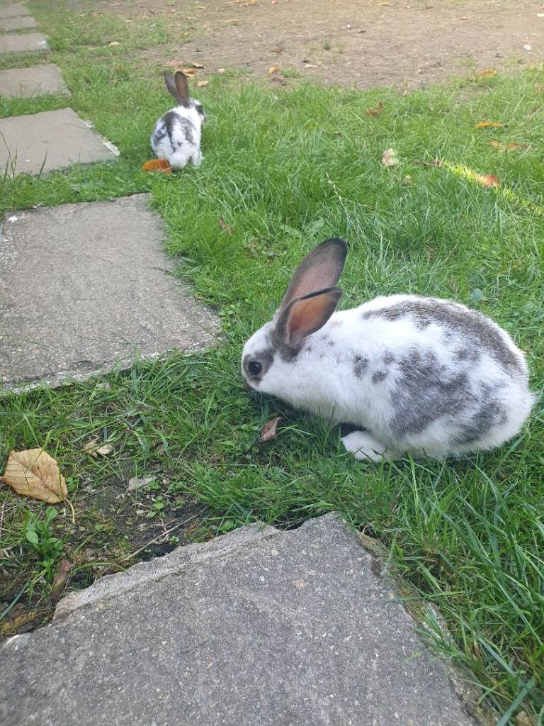 Baby Rabbit 