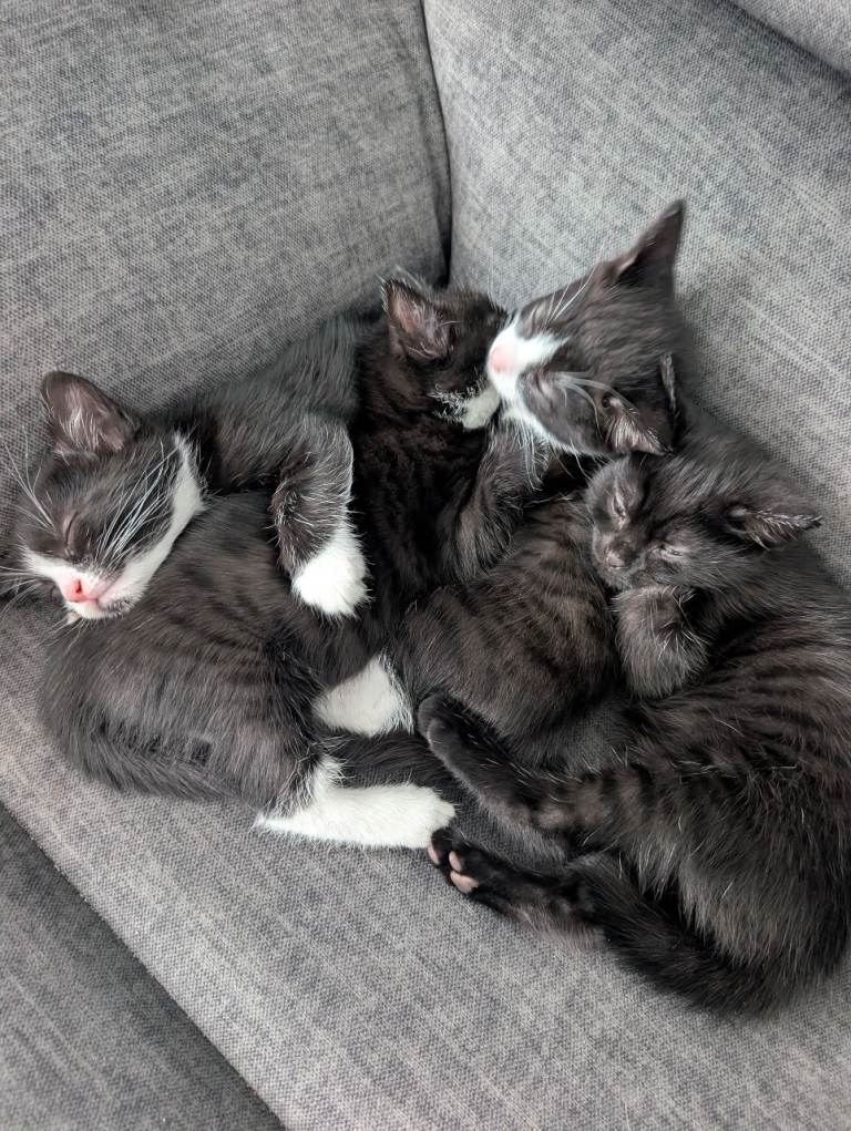 Kittens