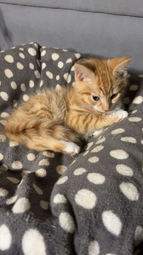 X2 Ginger kittens - Ready to leave!