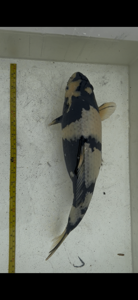 High quality koi for sale