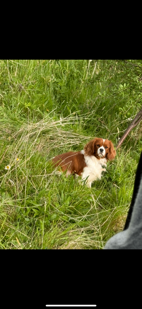 King Charles puppies 