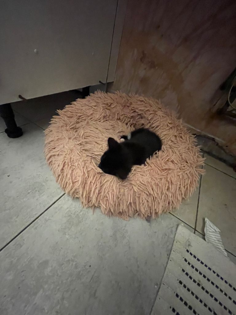 Kittens
