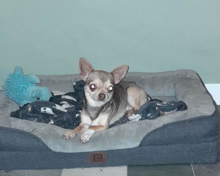 Male Chihuahua 