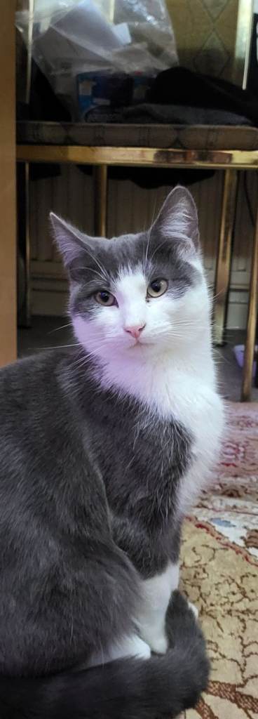Beautiful Russian blue kitten 
