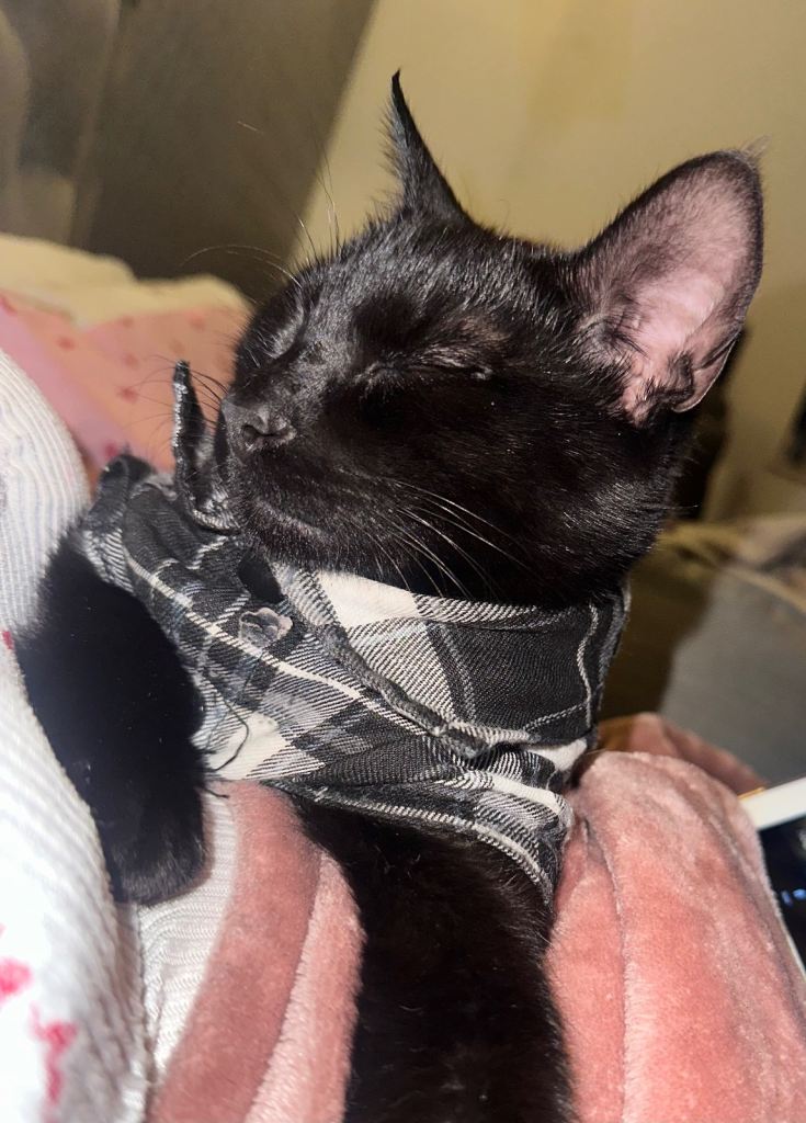 Kitten