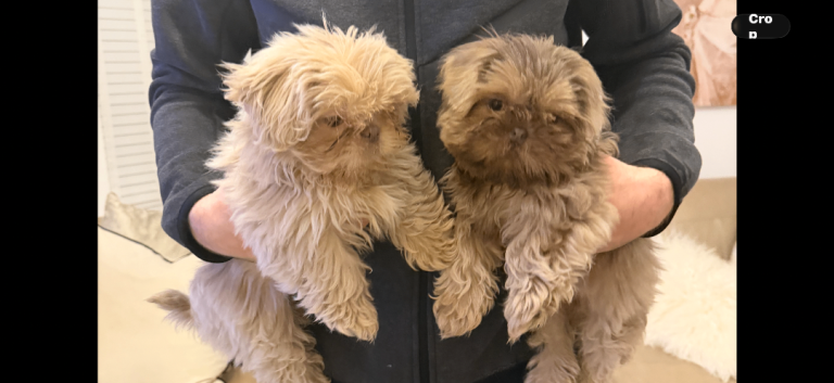 Shihtzu puppies