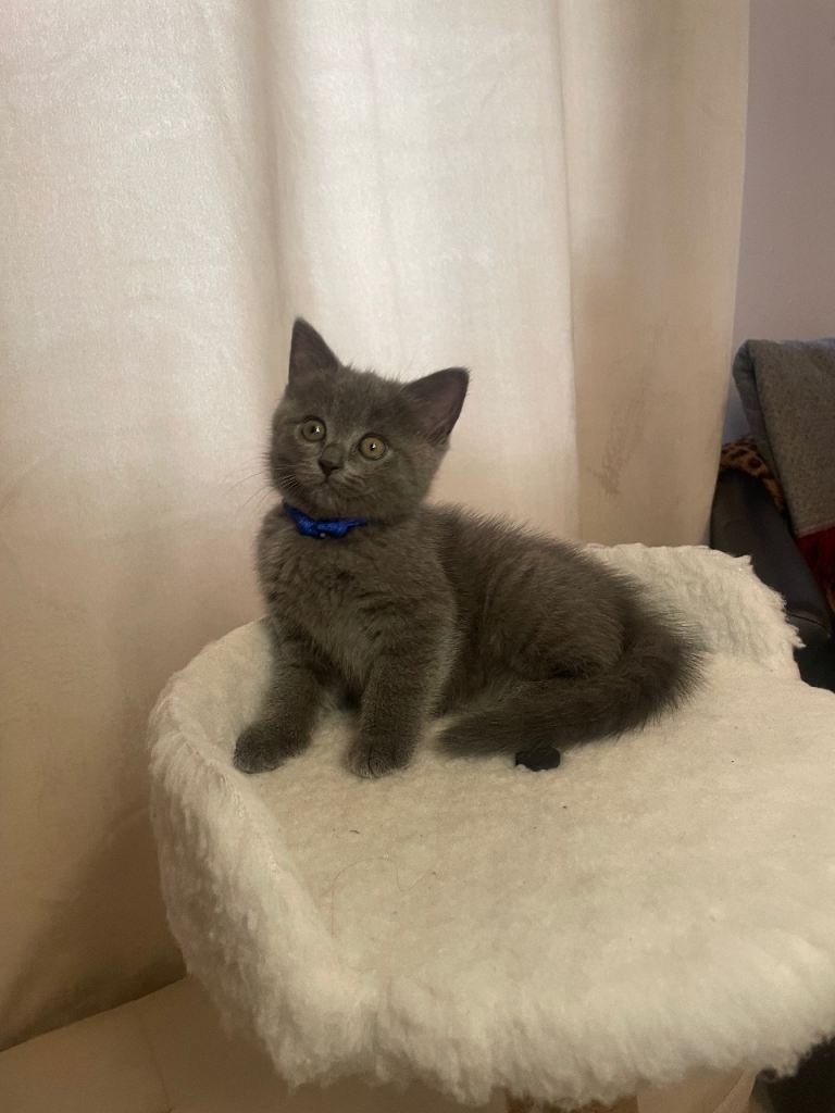 Irresistible blue kittens 