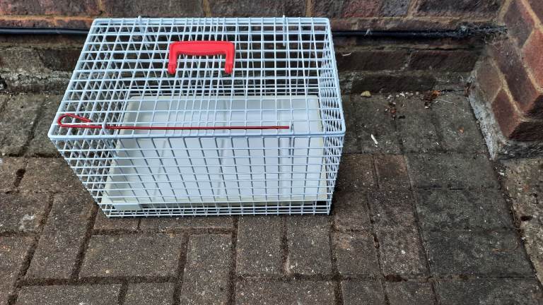 White Wire Pet Carrier with Red Handle and Base Tray