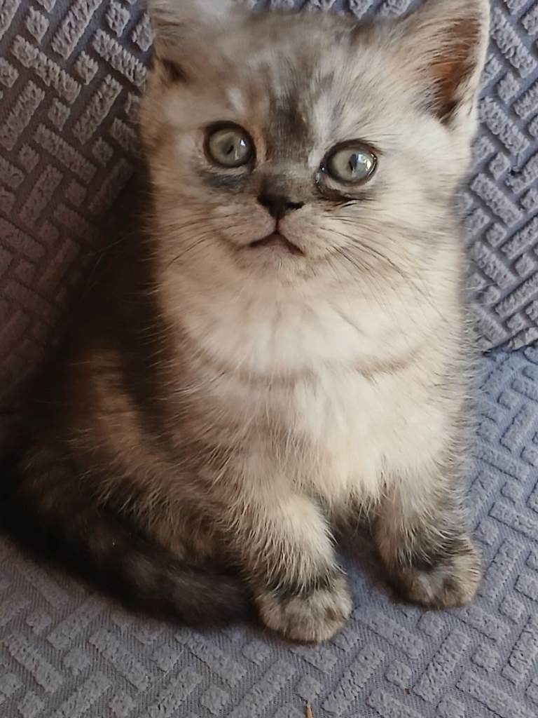 British white grey boy