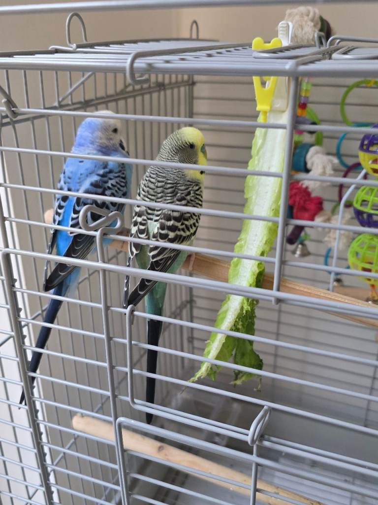Budgies for sale