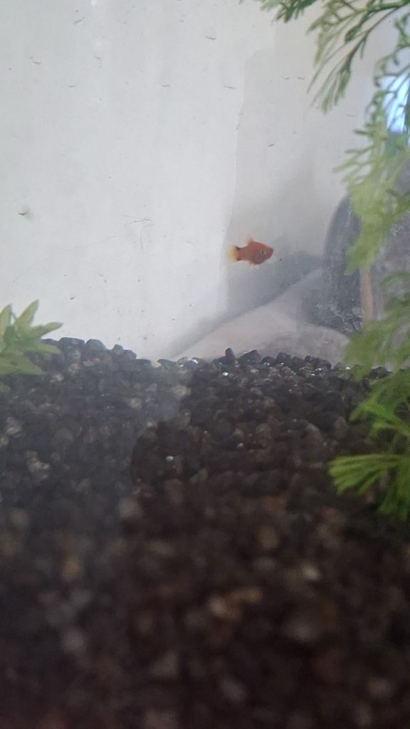 Baby Platys 