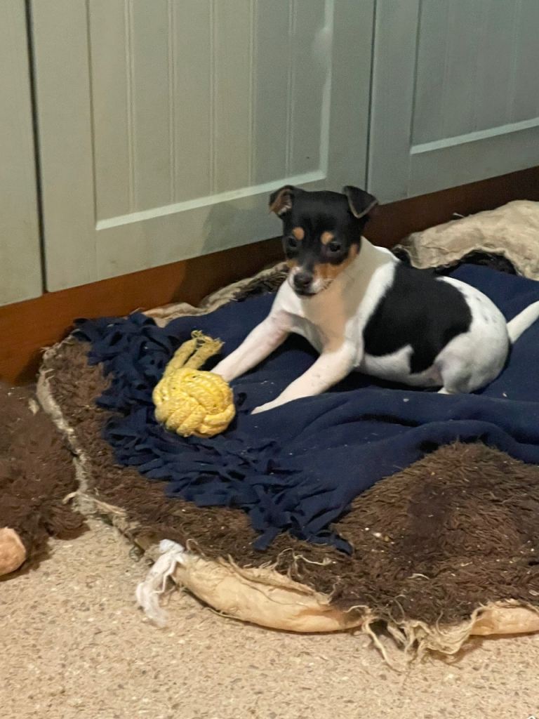 Tri coloured jack Russell pup for sale 