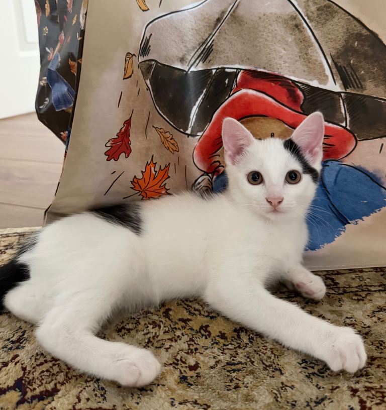 🐾 Beautiful Kittens Looking for Loving Homes 🐾