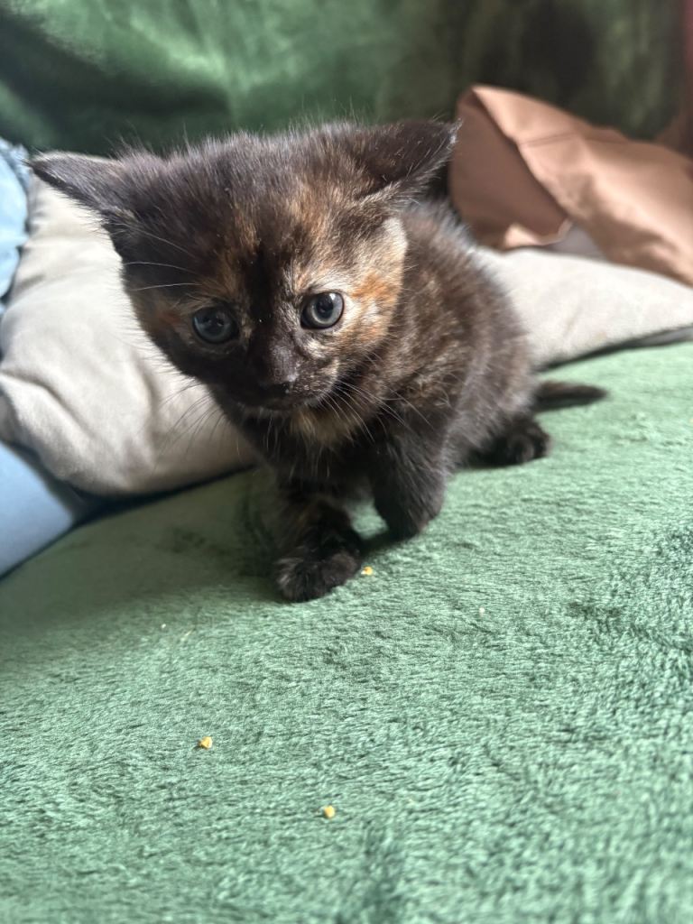 Kittens