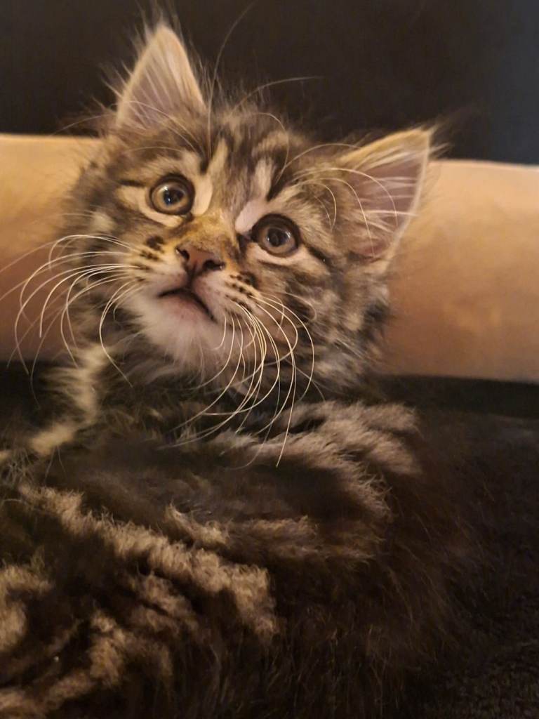 🐱 Gorgeous Fluffy Family-Raised Tabby Kittens – Ready to Leave 24th June 🐱
