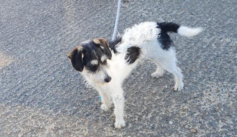 Jack Russell 
