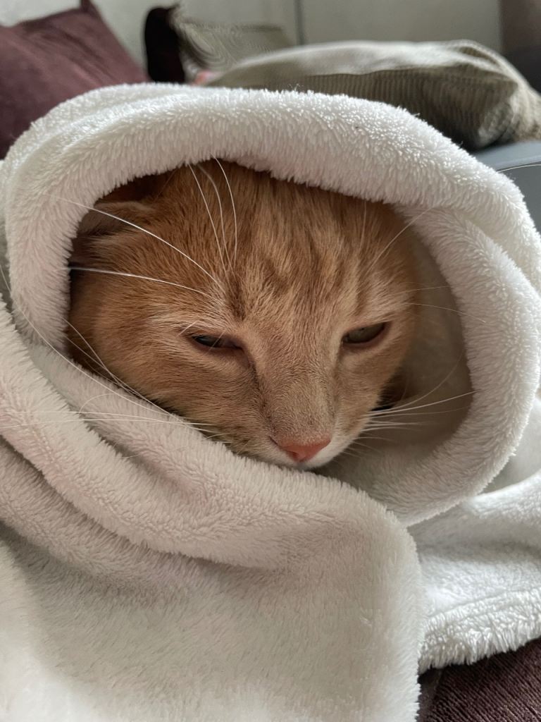 2/3 bed wanted to rent 