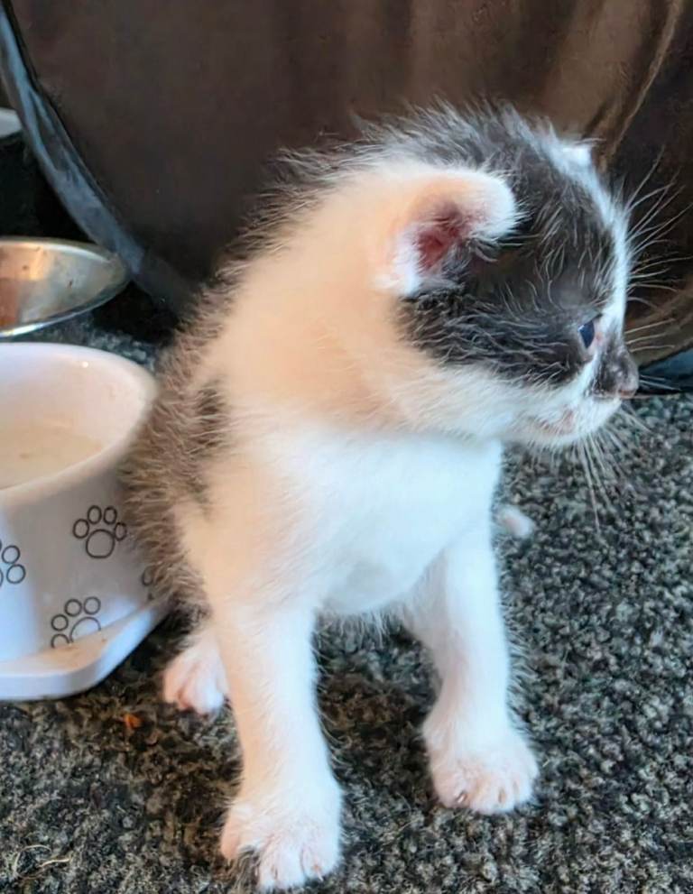 Kittens ready to leave  12 august