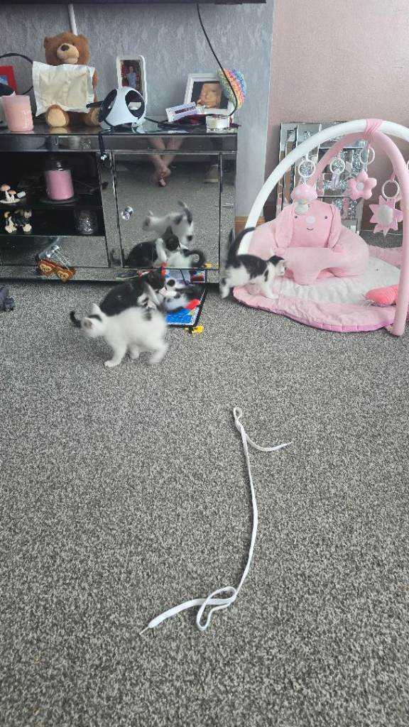 Beautiful kittens 