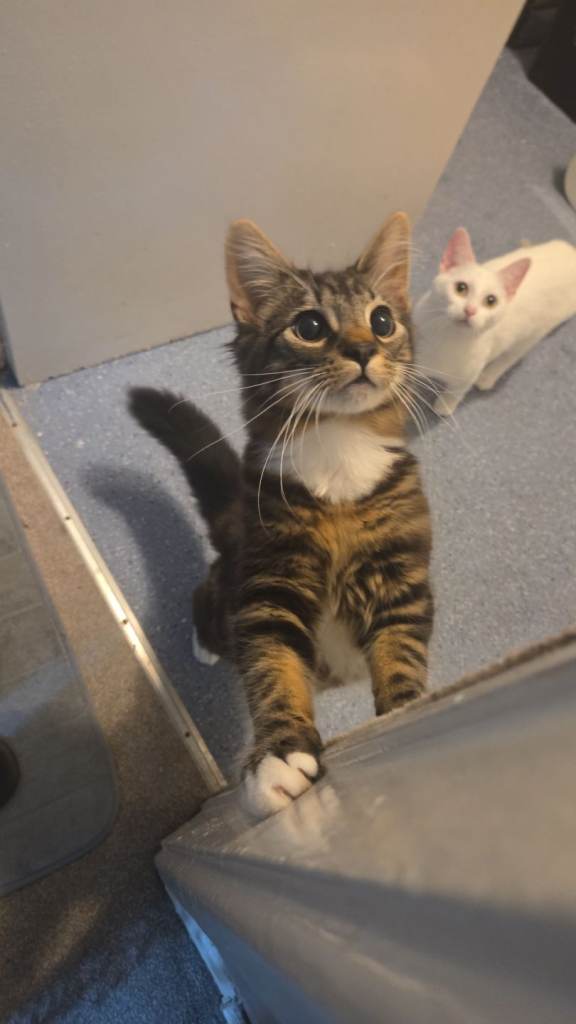 Adorable 4-Month-Old Tabby Kitten – Friendly & Playful 