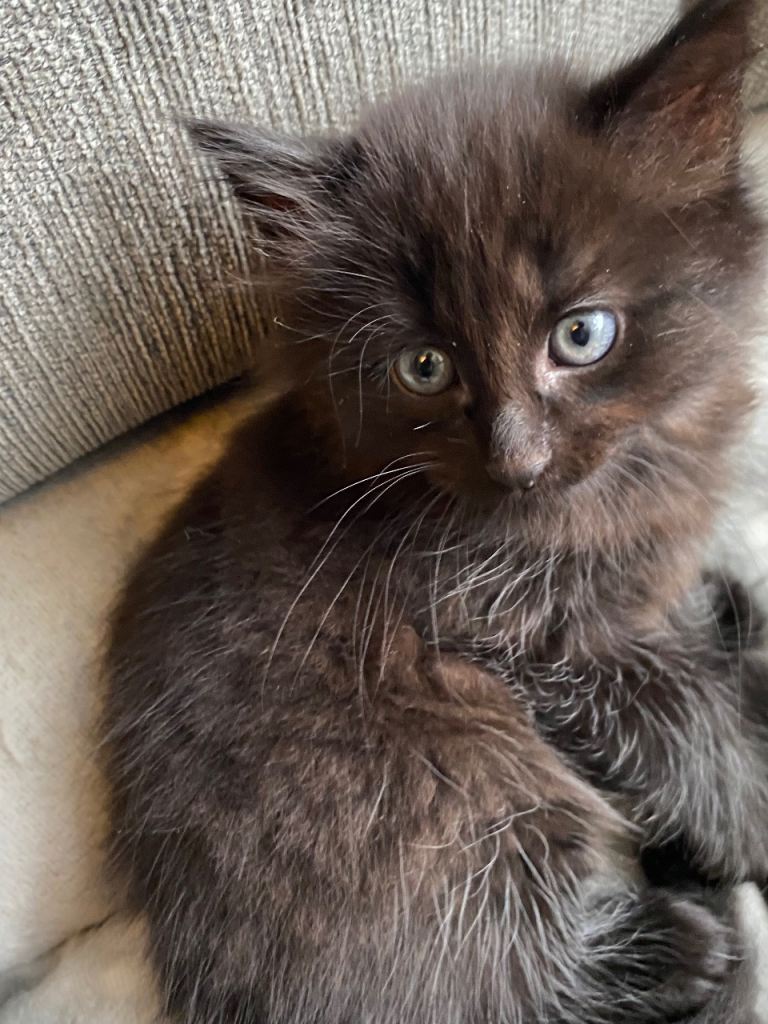 Bombay Kittens for sale