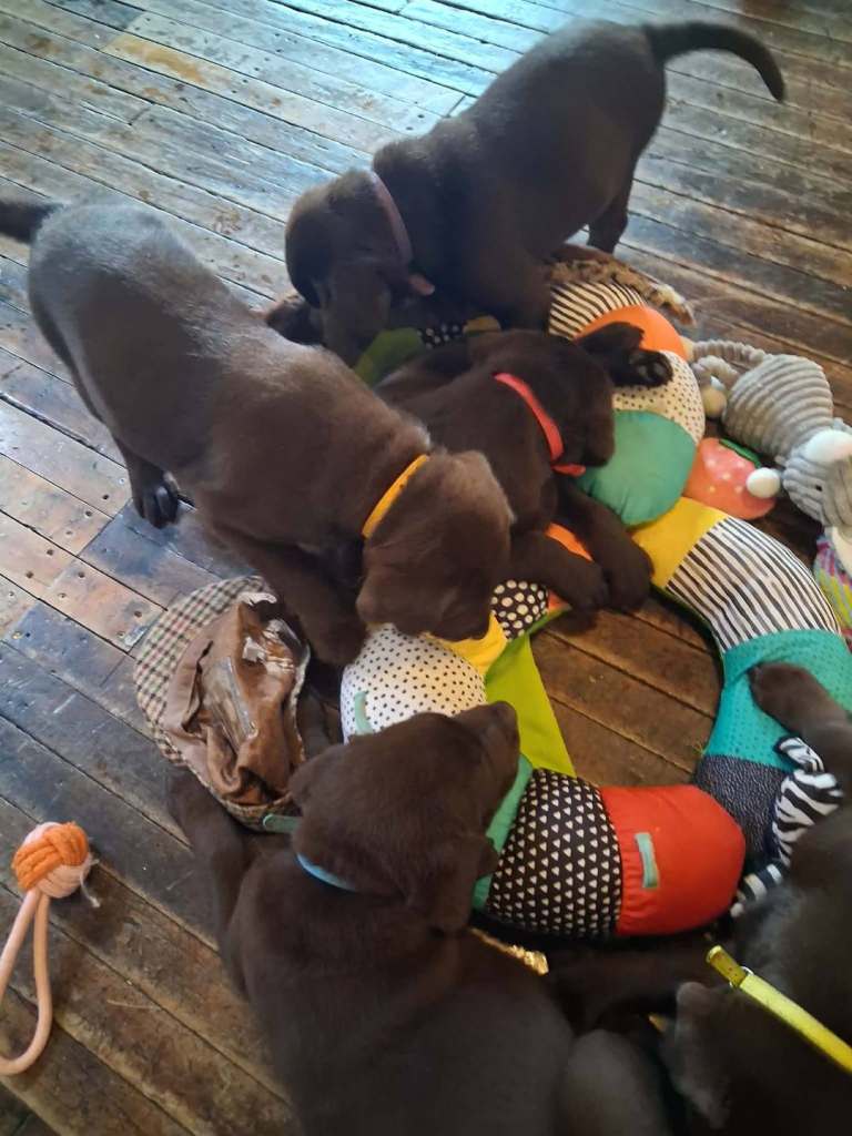 Labrador puppies