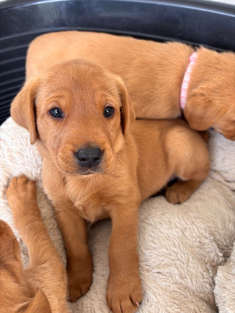 Pedigree Red Fox Labrador Puppies 