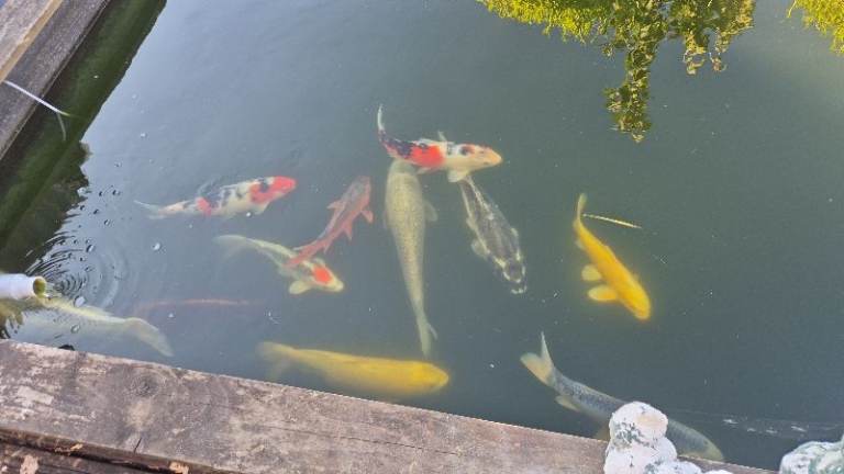 3x Japanese koi plus various other koi