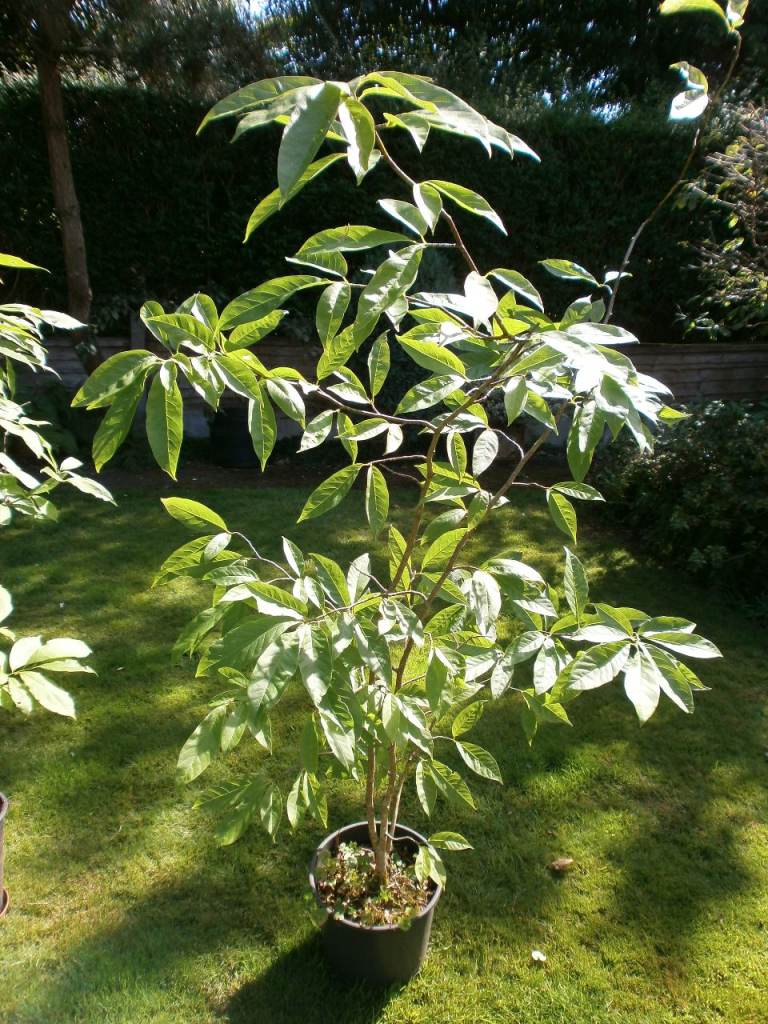 Magnolia Tree