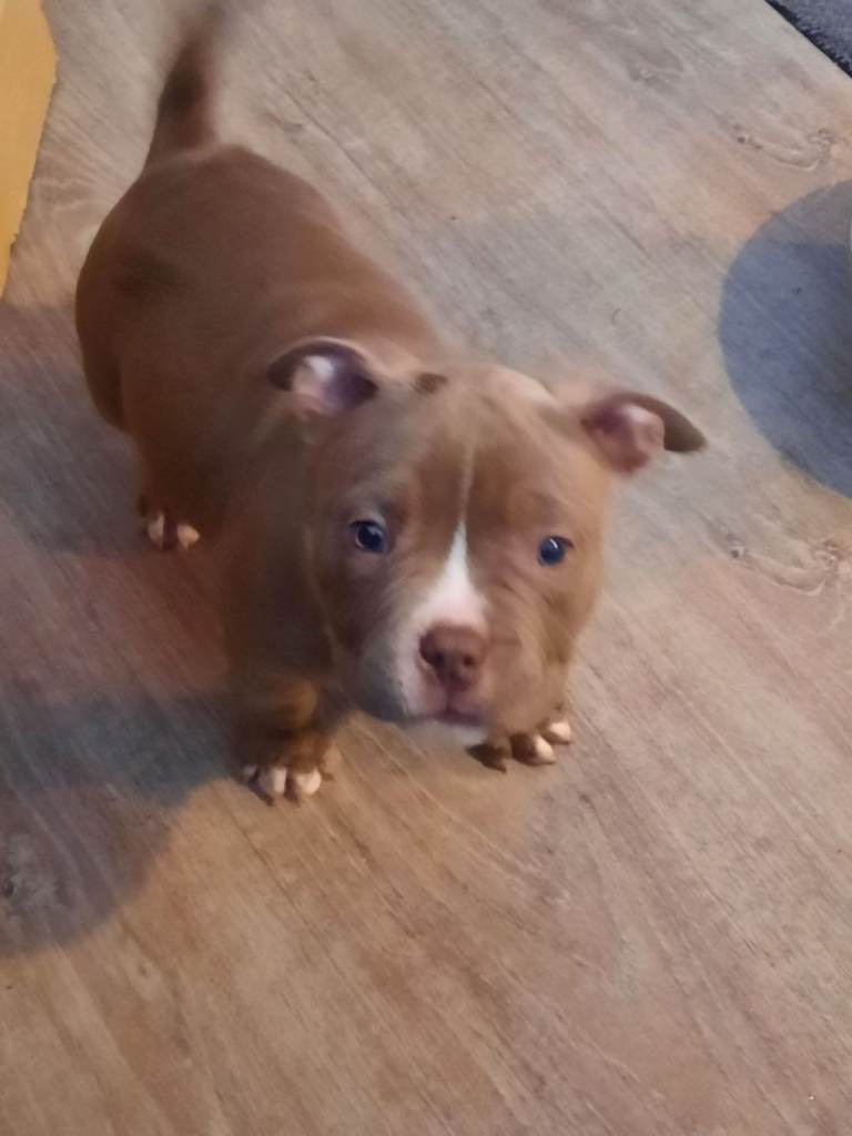 Last abkc female pocket bully left