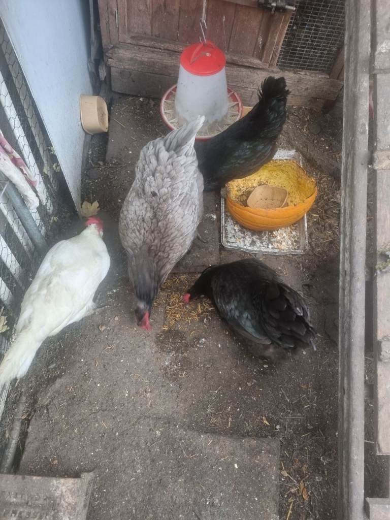 Chickens