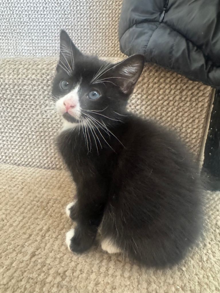 Kittens -  ready to leave 