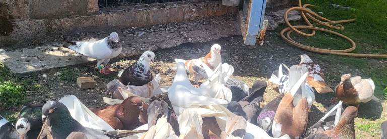 Pigeons for sales 