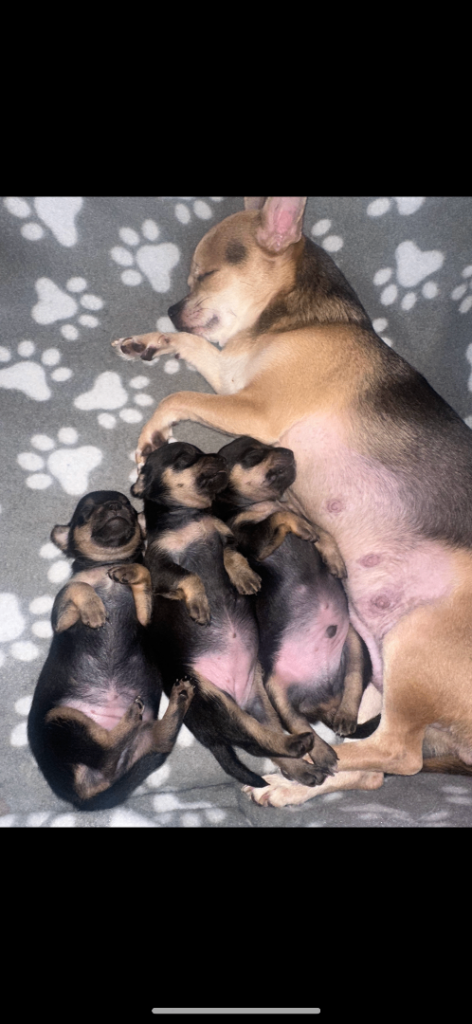 Chihuahua Puppies