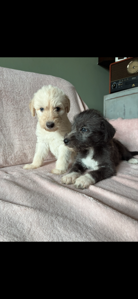 Rough coated Norfolk lurcher puppies. 