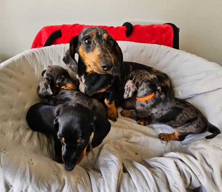 Extremely cute Mini Dachshund puppies
