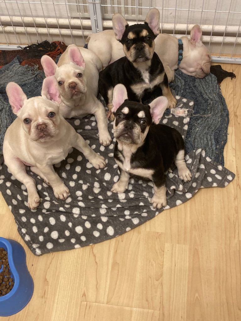 3 French bulldogs 
