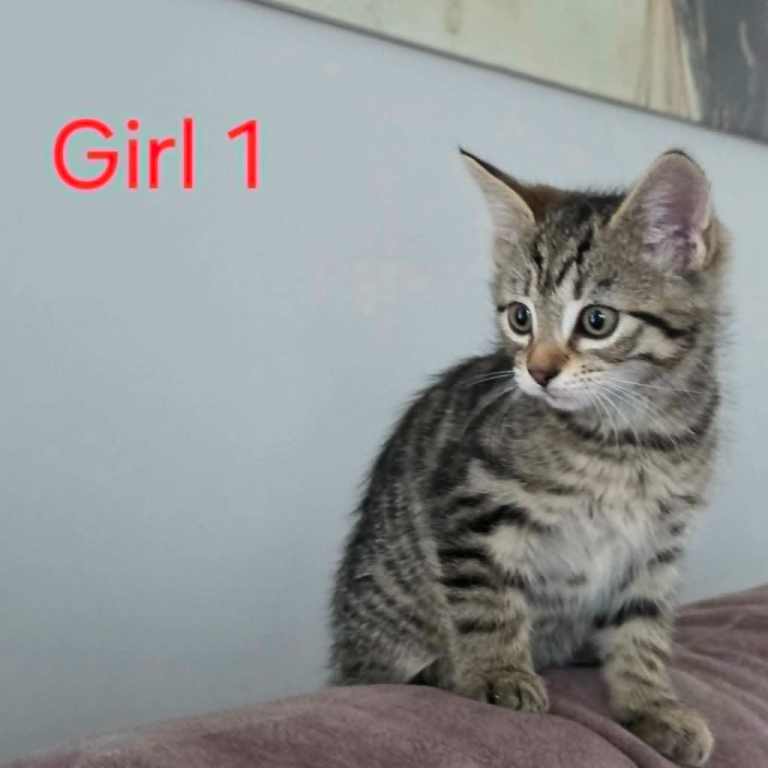 Kitten looking new family home