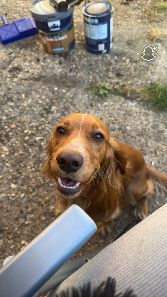 7 beautiful cocker spaniel puppies