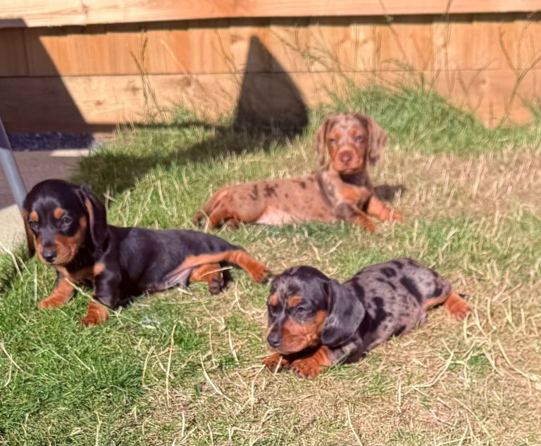 🐶Absolutely beautiful KC reg Miniature Dachshunds 
