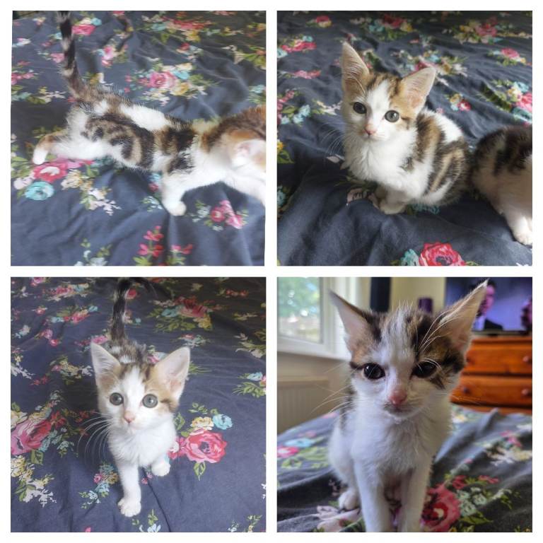 2 bengal mix kittens for sale both boy's