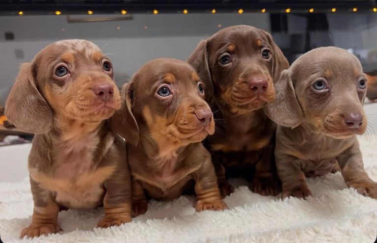 KC Registered Miniature Dachshund Puppies 