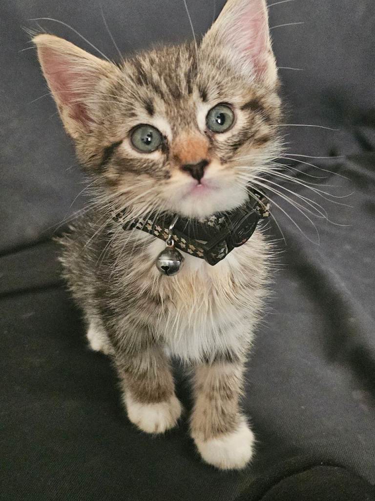 Kitten for sale