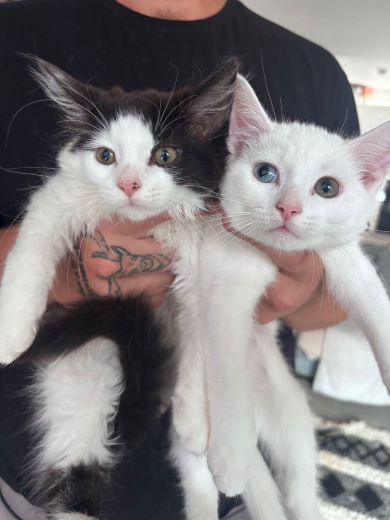 Maine coon mix kittens 