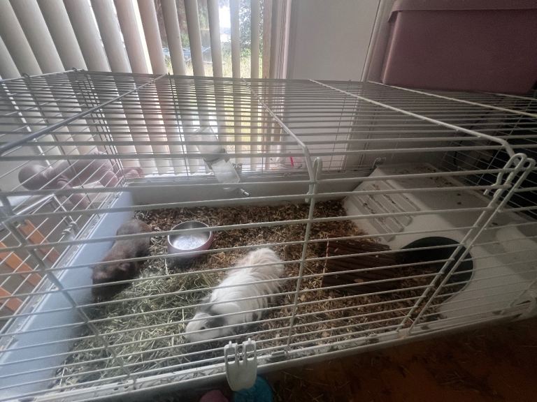 Guinea pigs 