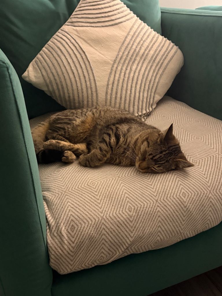 Cat for rehoming