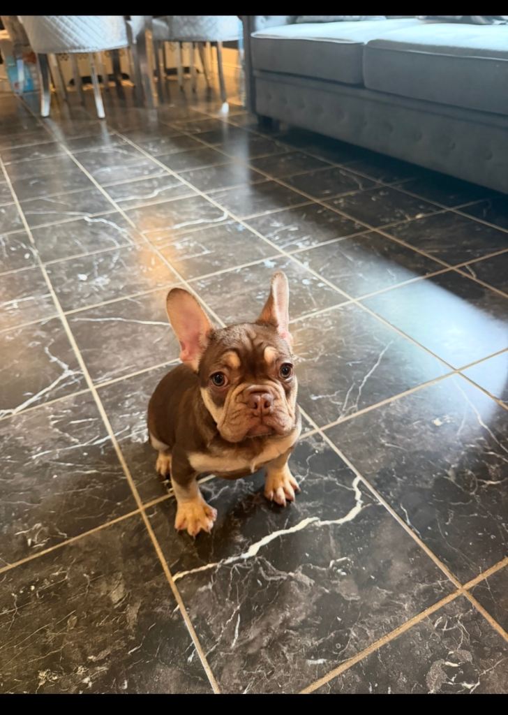 French bulldog puppy 