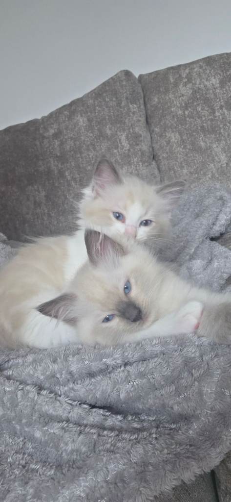 Gorgeous pure Ragdoll boys