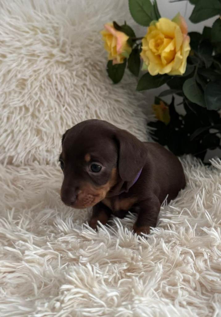 KC Registered dachshund puppies